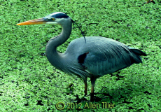 great-blue-heron_1