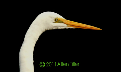 great-egret-dec-17th-2011