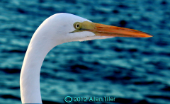 great-egret-nov-14th-2012