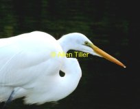 great-egret