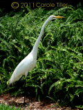 great-egret_0