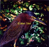 green-heron