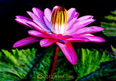 hdr-in-pink