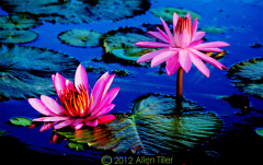 hdr-lilies_1
