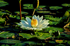 hdr-white-lily
