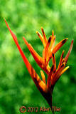 heliconia-sept-2012