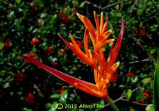 heliconia