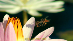 honey-bees_0