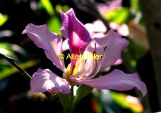 hong-kong-tree-orchid