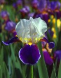 iris01