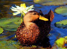 just-ducky