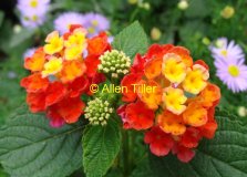 lantana