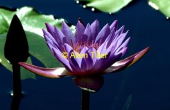 lilac-waterlilly