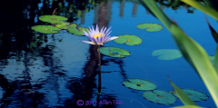 lily-pond