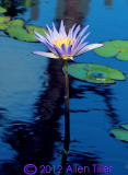 lilypond-detail