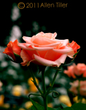 longwood-rose