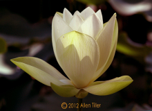 lotus-bud