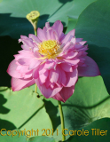 lotus-carole-tiller_0