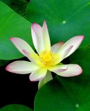 lotus-naples-2011