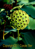 lotus-pod-pie_0