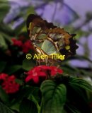 malachite-butterflyv01