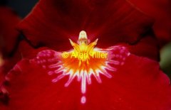 miltonia-2