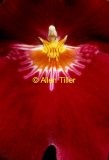 miltonia