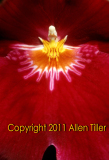 miltonia_0