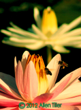 naples-botanical_0