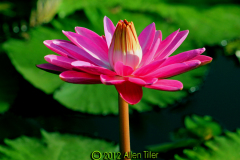 naples-waterlily