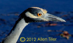 night-heron-close-up_0