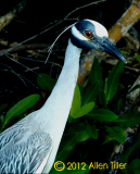 night-heron