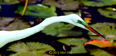 no-r-egret
