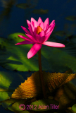october-pink_0