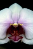 old-fashioned-orchid_0