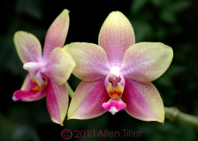orchid-at-home