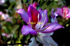 orchid-tree