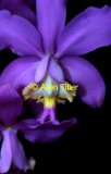 orchid2-copy