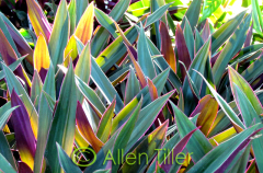 oyster-plant