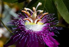 passion-flower