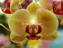 pastel-orchid