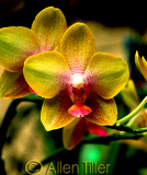 pastel-yellow