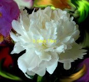 peony-3