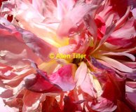 peony-june-2010-01