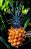 pineapplehdr