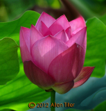 pink-bud