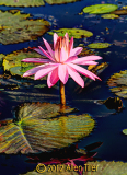 pink-inhdr