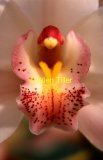pink-orchid-2