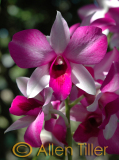 pink_0