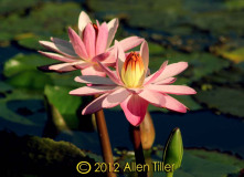 pink_2
